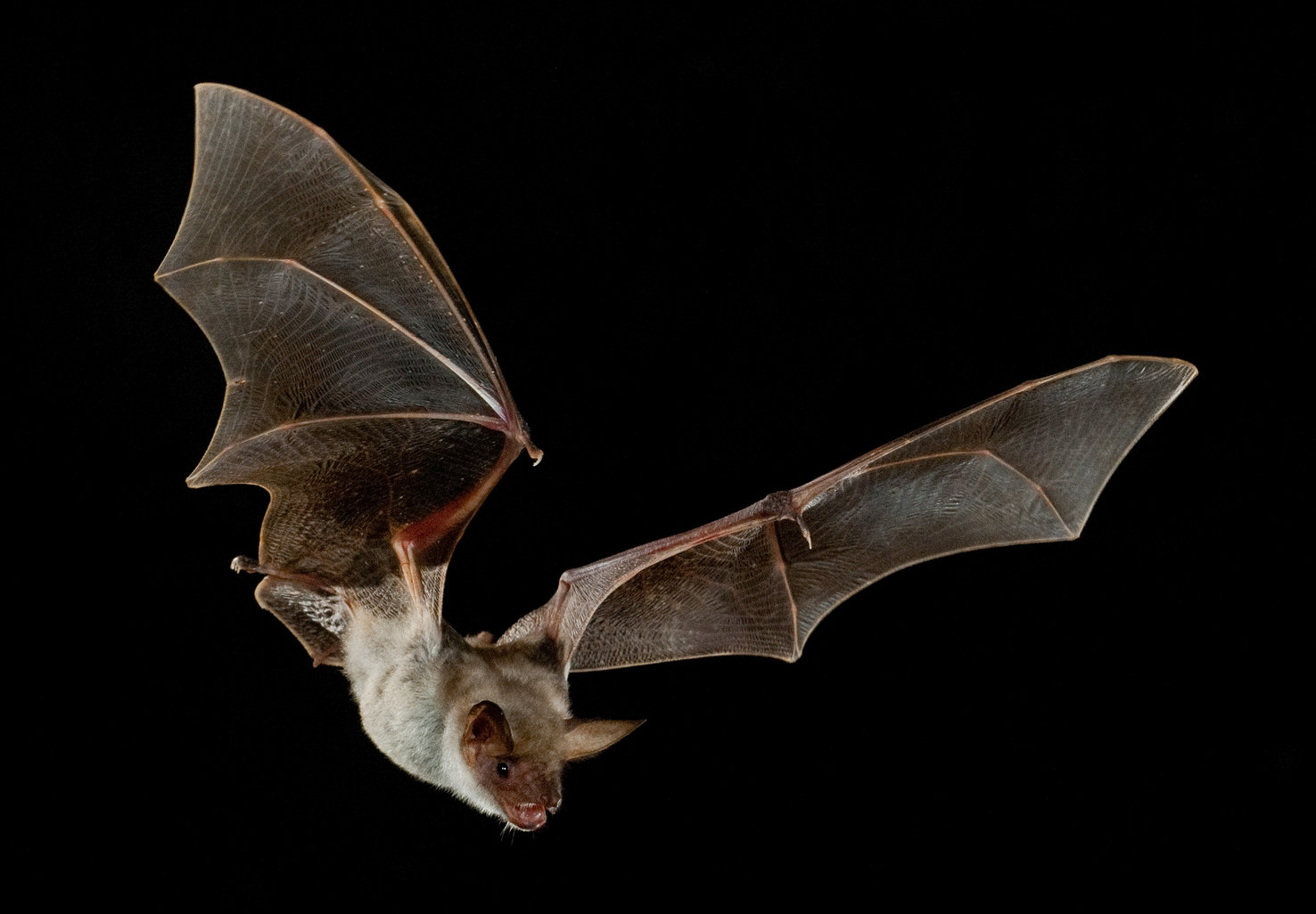 CARIGNANO – Una notte con i pipistrelli