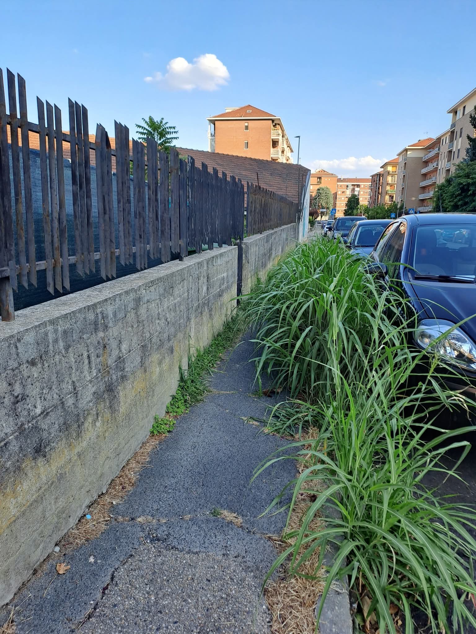 MONCALIERI – Via Ponchielli, erba e vegetazione troppo folta