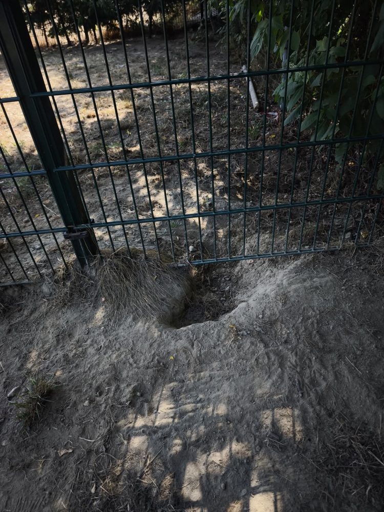 CARMAGNOLA – Area cani insicura, richiesta di intervento