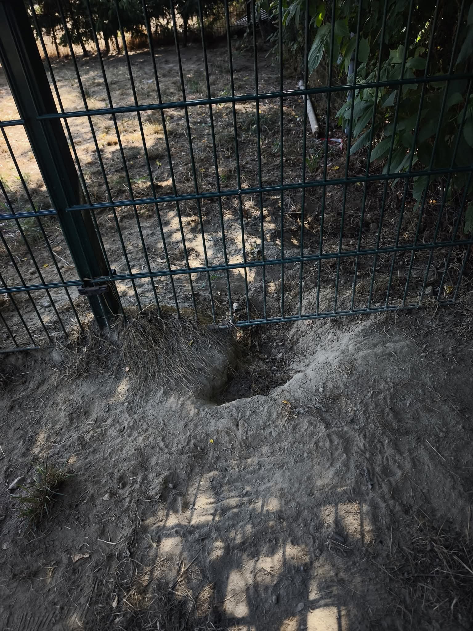 CARMAGNOLA – Area cani insicura, richiesta di intervento