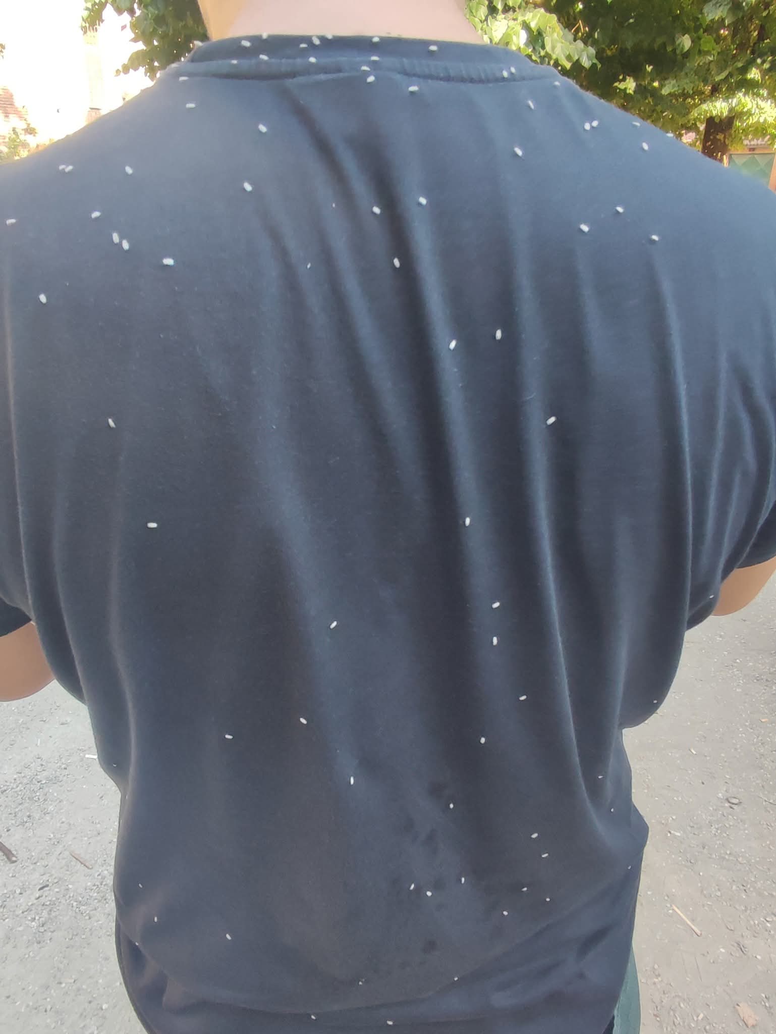 CARMAGNOLA – Giardini invasi da insetti