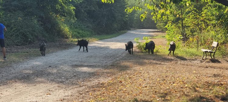 NICHELINO – Ancora segnalazioni di cinghiali al Boschetto