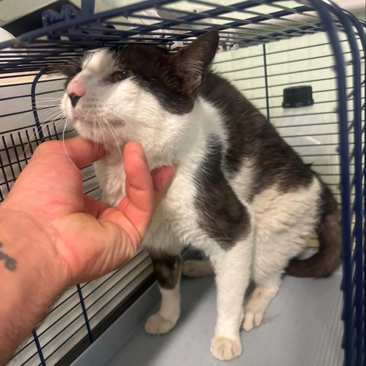 CARMAGNOLA – Cercasi la famiglia per un gattino trovatello