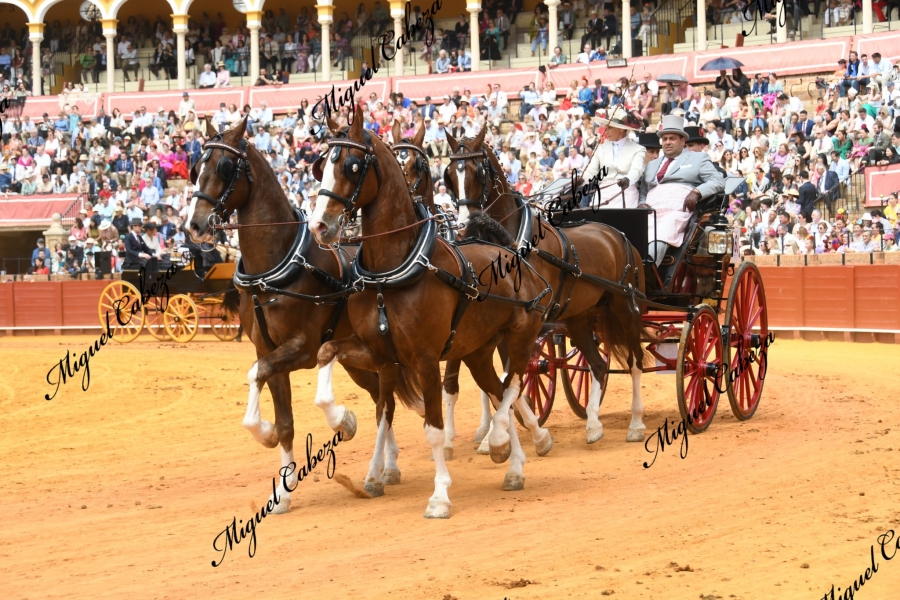 VINOVO – Carrozze storiche all’ippodromo per il Marangoni