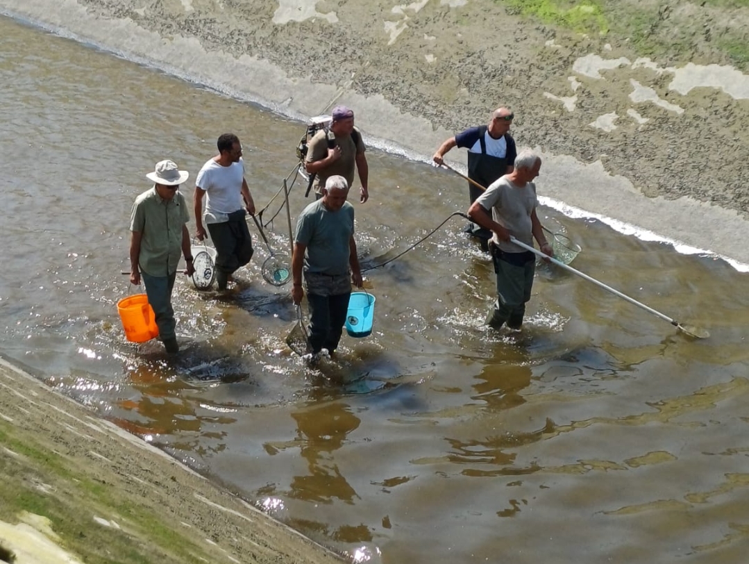 MONCALIERI – Pulizia del canale Iren con spostamento dei pesci nel Po