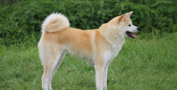 NICHELINO – Iniziativa a difesa degli Akita