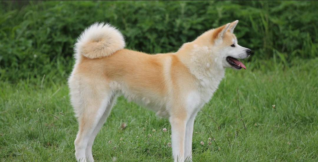 NICHELINO – Iniziativa a difesa degli Akita