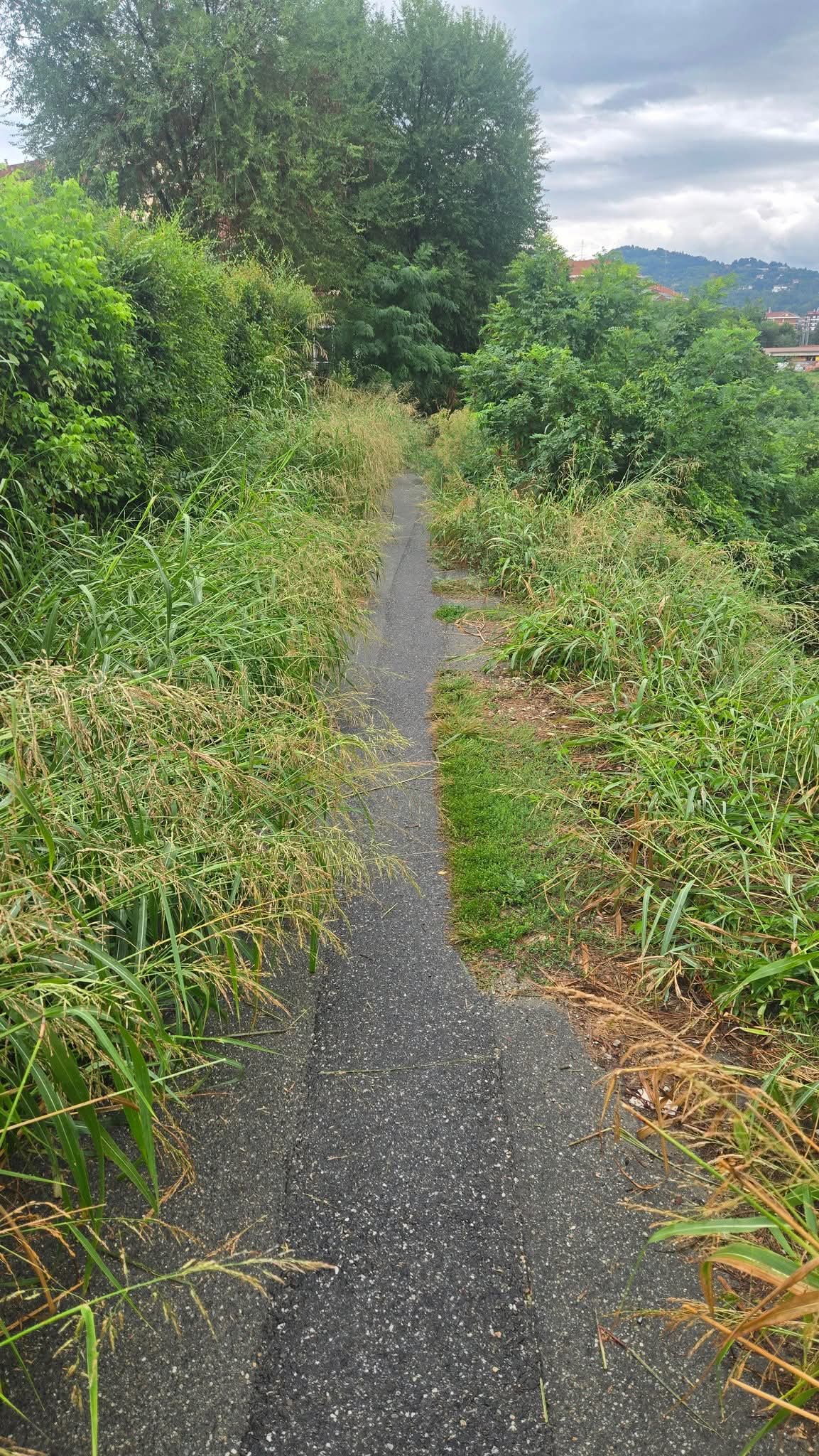 MONCALIERI – Erba alta sulla pista ciclabile