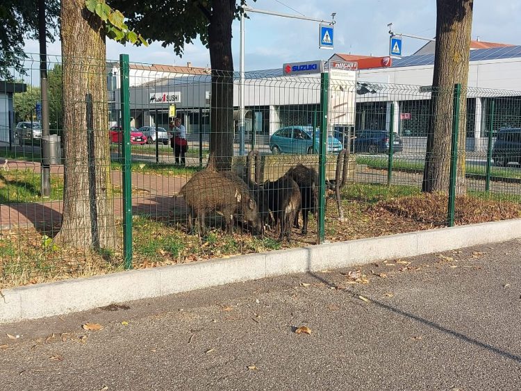 NICHELINO – Ancora problema cinghiali in città