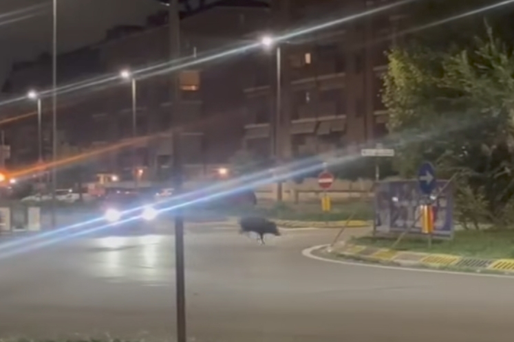 NICHELINO – Problema cinghiali, ‘liberati’ gli animali in via XXV Aprile e per poco non capita un incidente