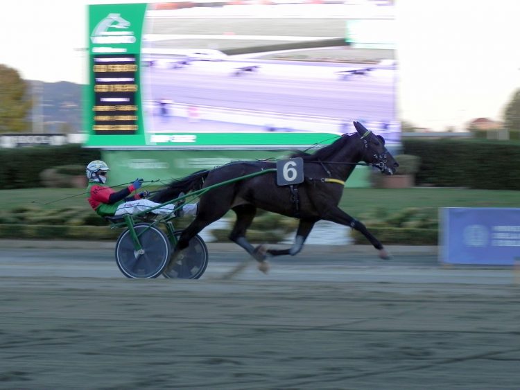 VINOVO – Le batterie del Gran Premio Anact Stakes all’ippodromo VINOVO – Le batterie del Gran Premio Anact Stakes all’ippodromo