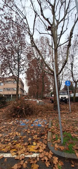 CARMAGNOLA – Via alle potature in corso Sacchirone