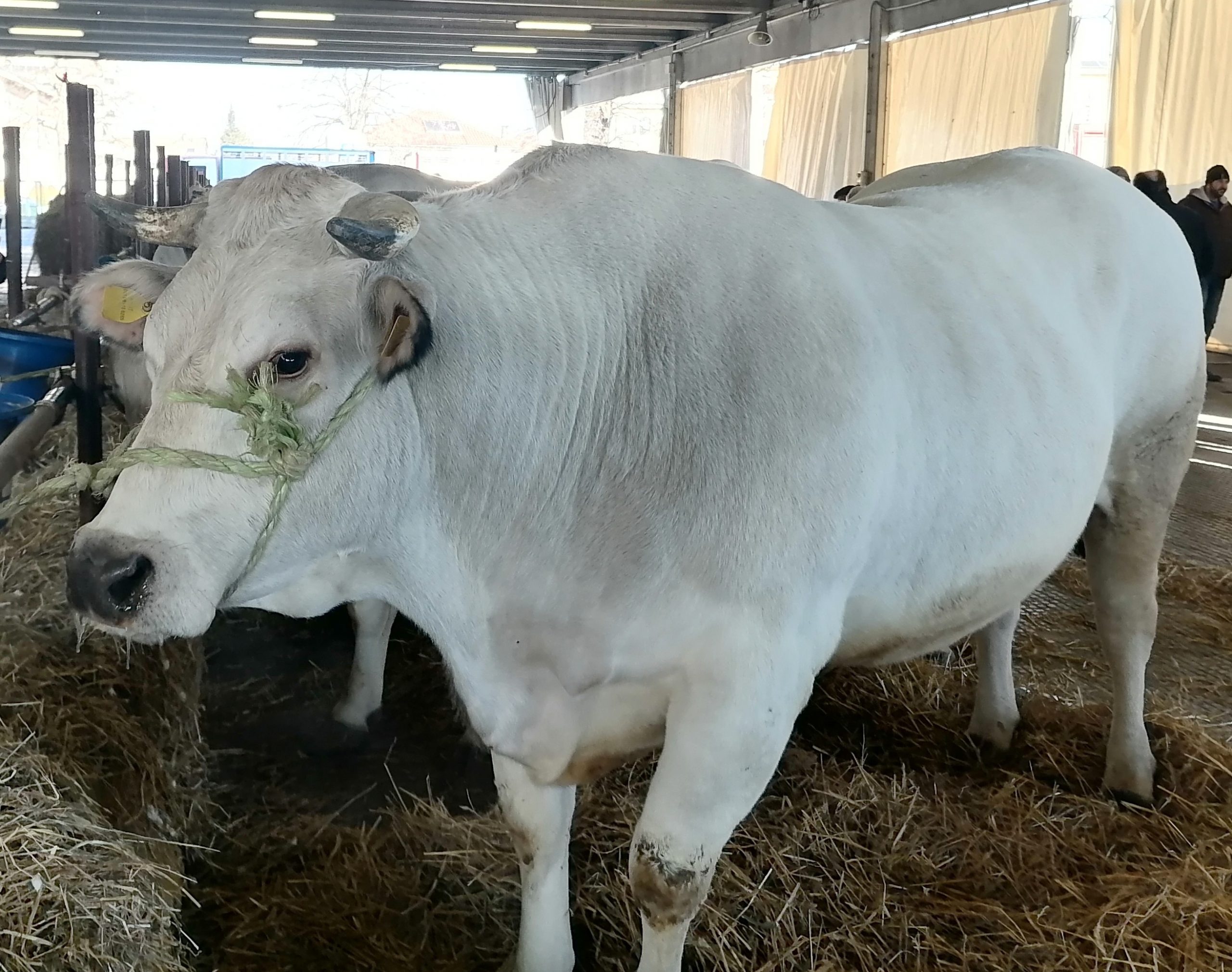 CARMAGNOLA – Positiva la nuova edizione della fiera del porro e Giora