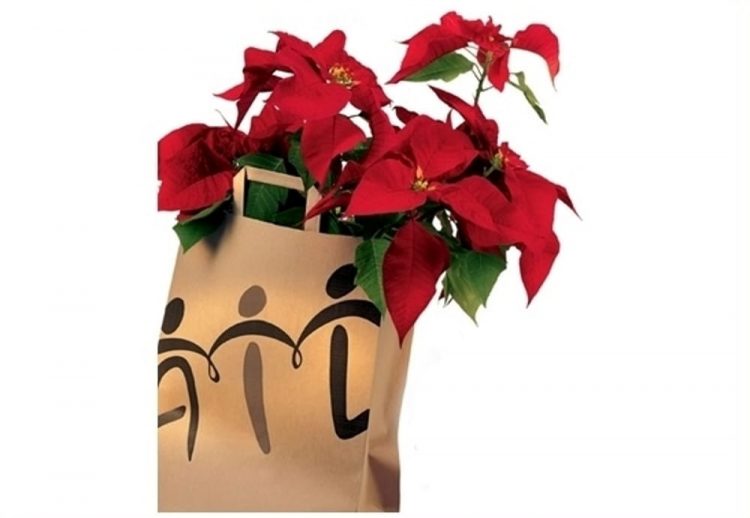 MONCALIERI- Tornano le stelle di Natale dell’Ail