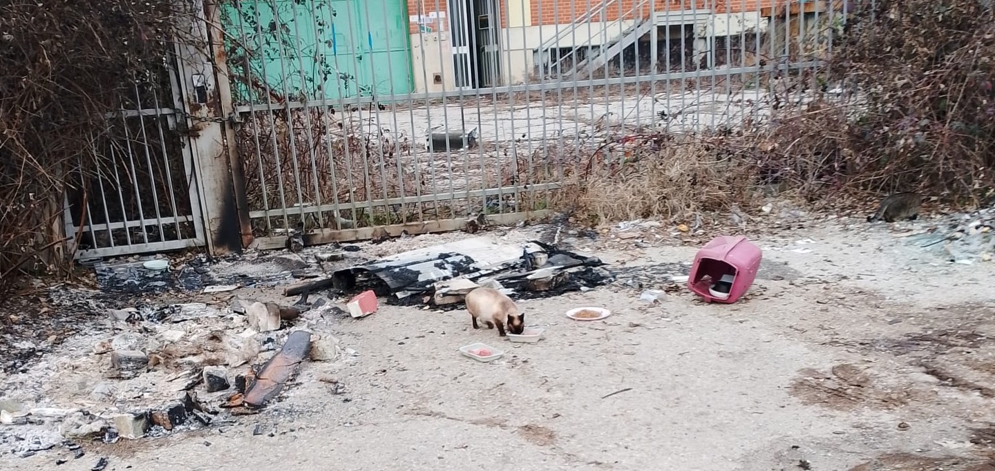 NICHELINO – Colonia felina incendiata nella notte di Capodanno