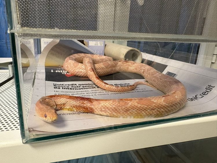 MONCALIERI – Serpente del grano trovato in strada Genova poi muore