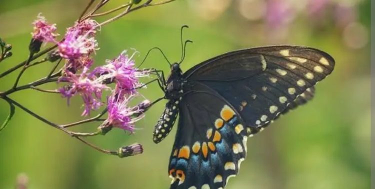 MONCALIERI – Un tavolo per parlare di farfalle