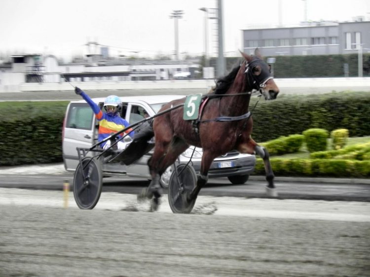VINOVO – I risultati delle ultime gare all’ippodromo