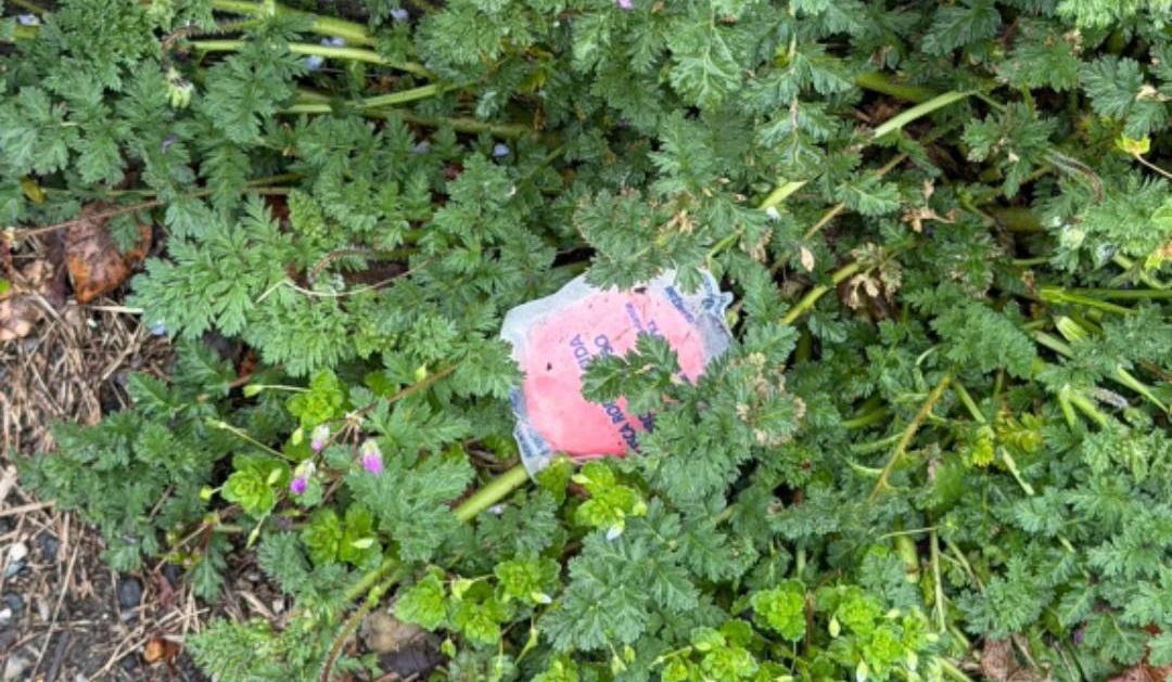 VINOVO – Esche avvelenate a Tetti Rosa, scatta l’allarme VINOVO – Esche avvelenate a Tetti Rosa, scatta l’allarme