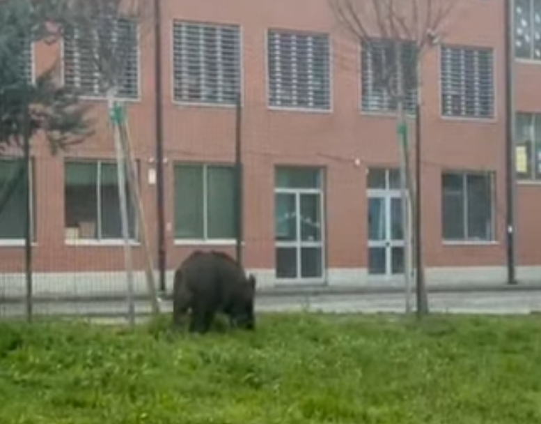 MONCALIERI – Tornano le segnalazioni di cinghiali in città