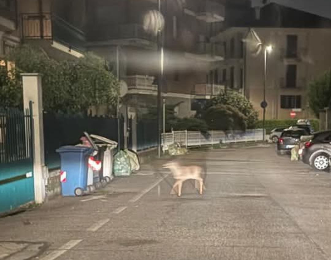 MONCALIERI – Cerbiatto disperso vaga in città