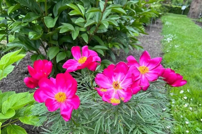 CARMAGNOLA – Nuova varietà di Peonie ai Vivai delle Commande