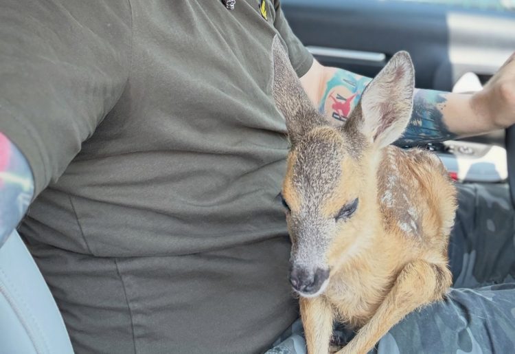 NICHELINO – Cucciolo di capriolo muore al Canc dopo che la mamma viene investita