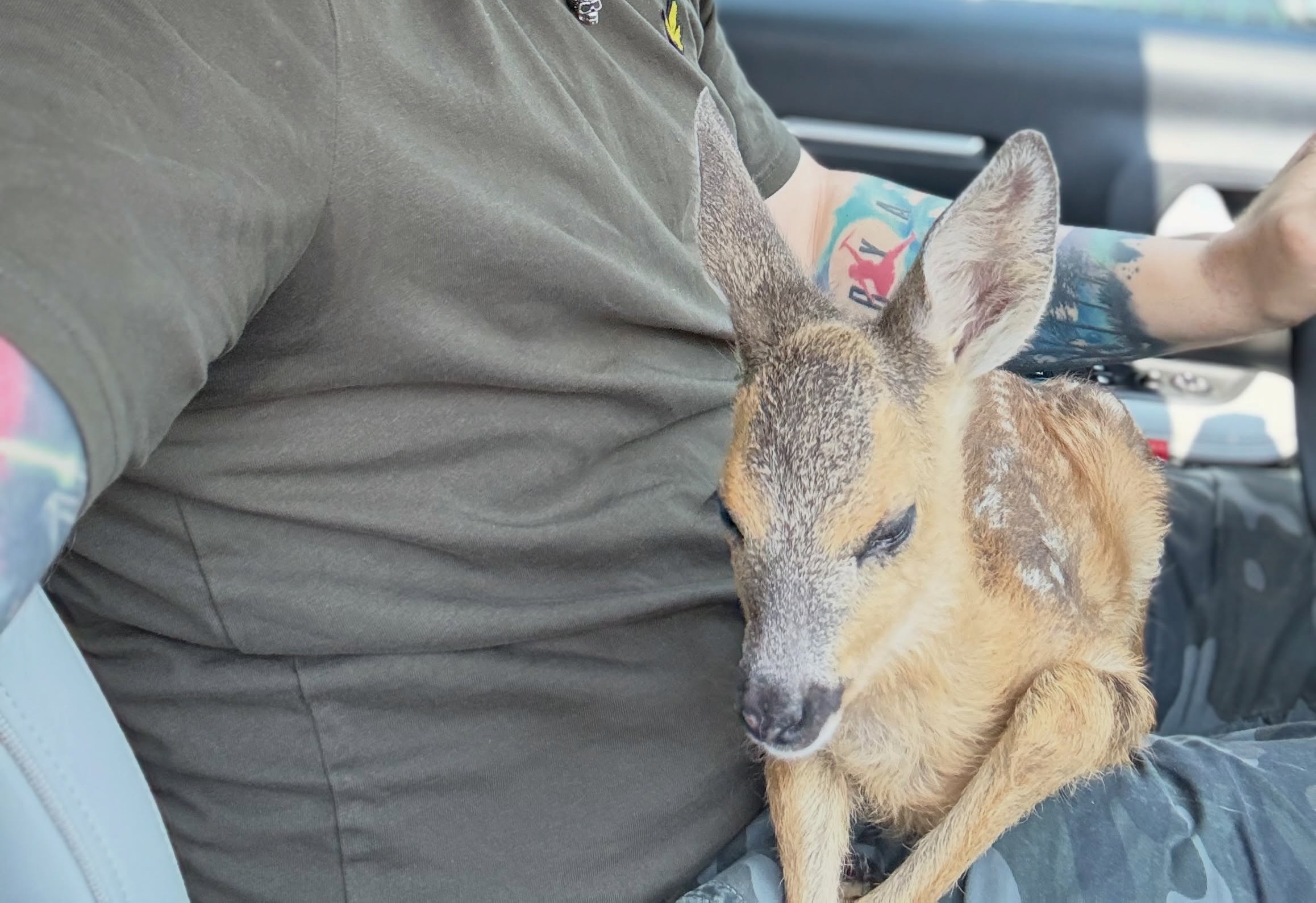 NICHELINO – Cucciolo di capriolo muore al Canc dopo che la mamma viene investita