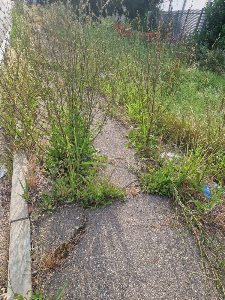 MONCALIERI – Strada Carpice invasa dalle erbacce