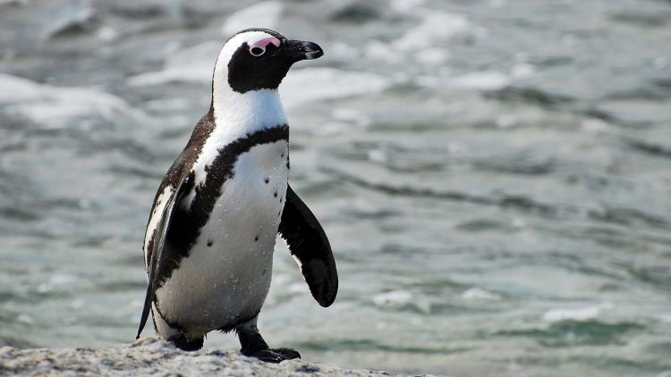 Scienziato pecettese scopre le «abilità umane» dei pinguini
