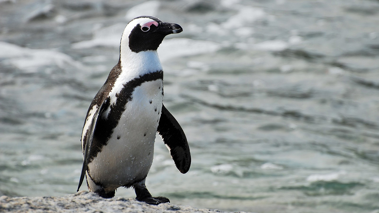 Scienziato pecettese scopre le «abilità umane» dei pinguini Scienziato pecettese scopre le «abilità umane» dei pinguini