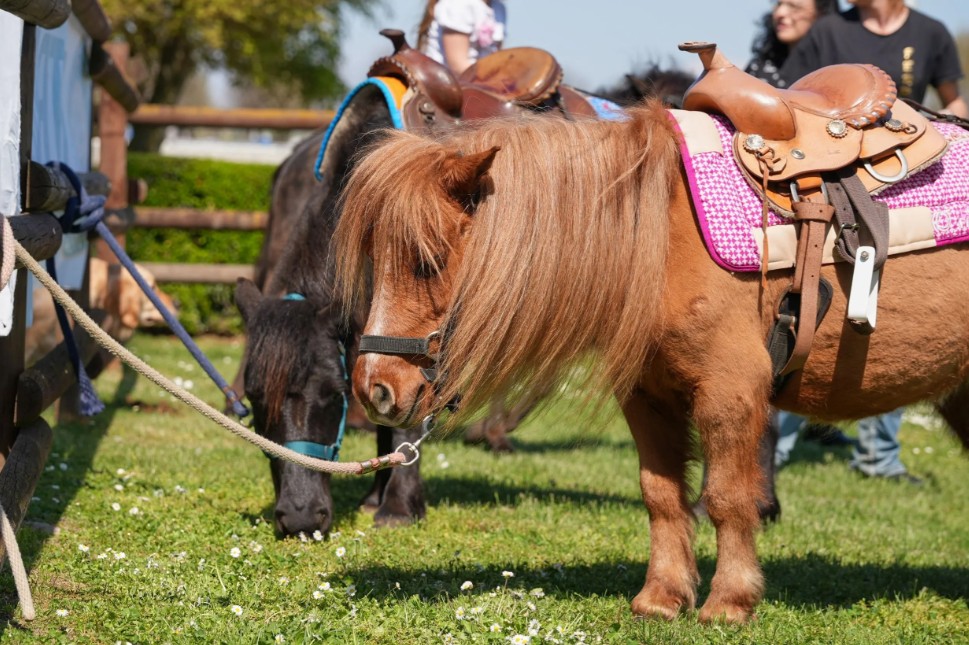 VINOVO – Tornano i pony all’ippodromo VINOVO – Tornano i pony all’ippodromo