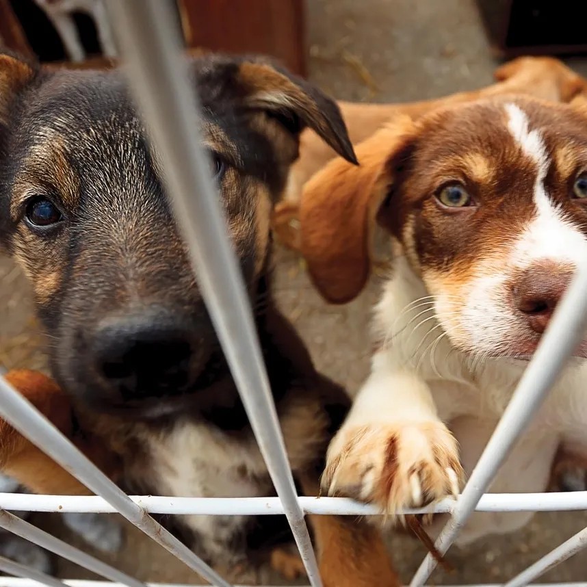 Pino Torinese: il Comune vieta di lasciare qualsiasi animale domestico in condizioni di pericolo legate al caldo