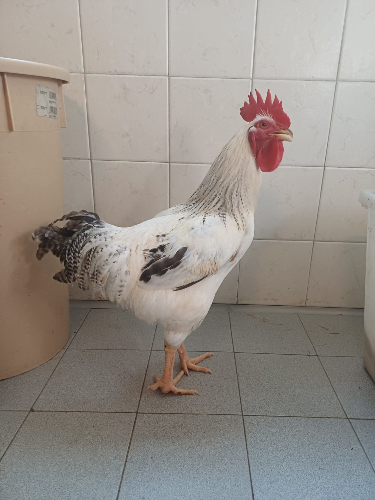MONCALIERI – Gallo in grave stato di salute trovato e portato al Canc