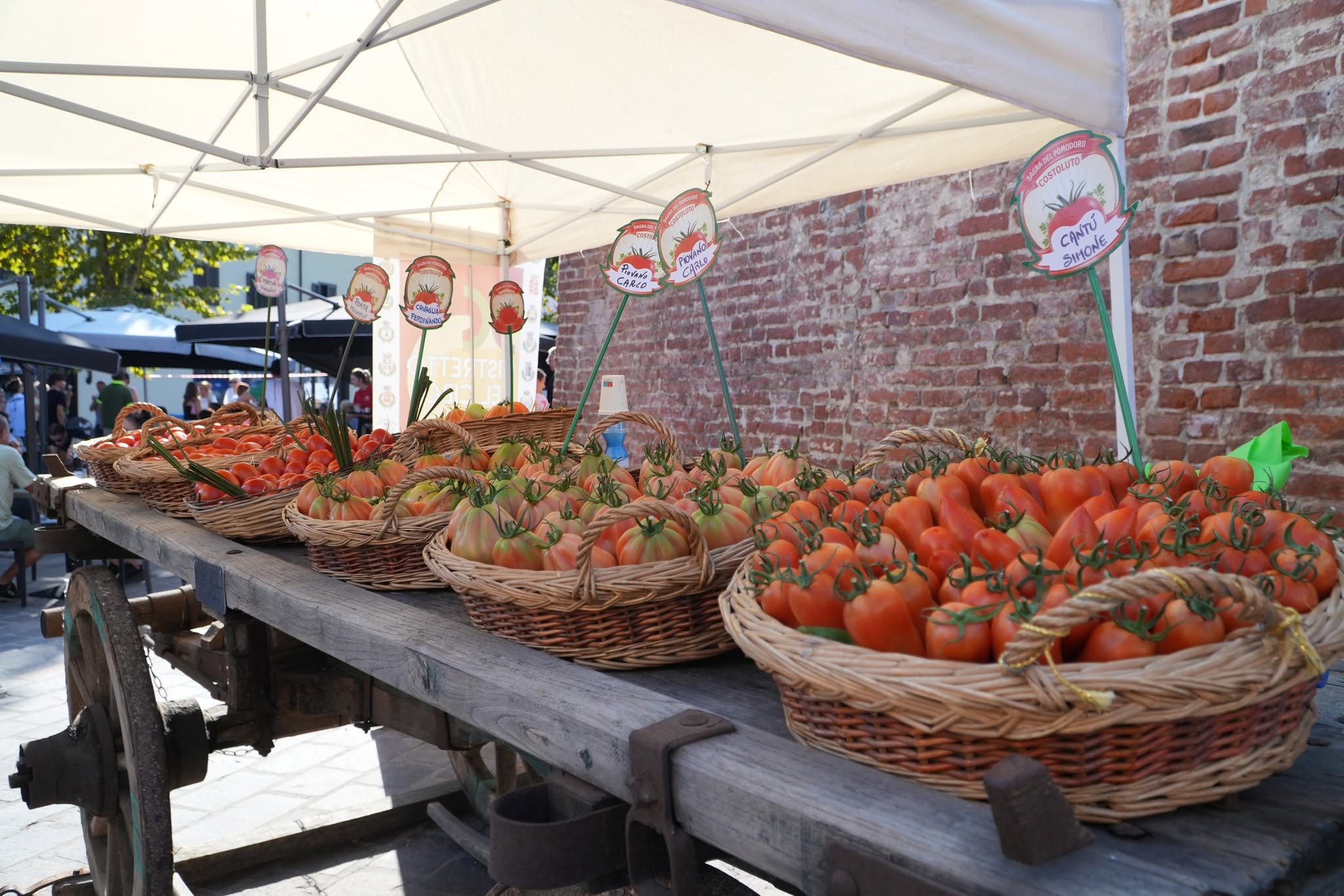 CAMBIANO – Successo per la sagra del Costoluto CAMBIANO – Successo per la sagra del Costoluto