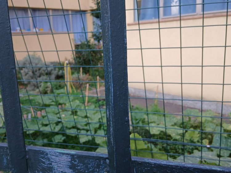 MONCALIERI – Rubano la zucca coltivata dai bambini della Marco Polo